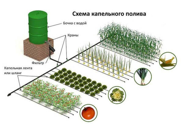 Я собрала систему капельного полива в огороде